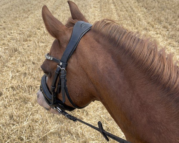 Springpferd Titano 13 (Welsh Pony (Sek.B), 2002, von Tizian)