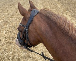 jumper Titano 13 (Welsh-Pony (Section B), 2002, from Tizian)