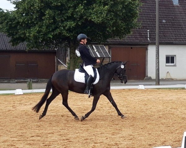 Zuchtstute Paula 634 (Deutsches Reitpony, 2011, von No Limit 30)