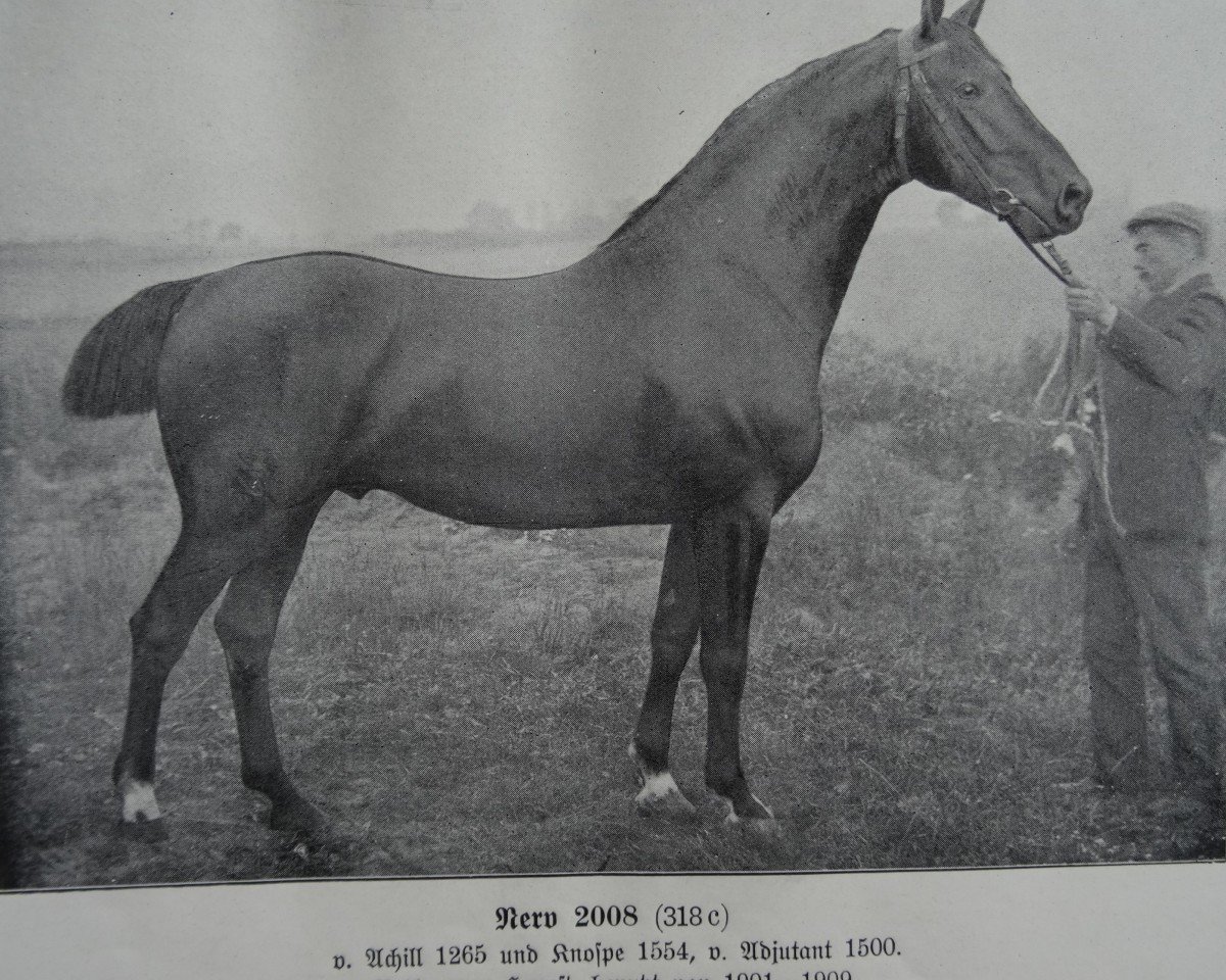stallion Nerv 2008 (Holst.) (Holsteiner, 1899, from Achill 1265)