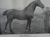 stallion Nerv 2008 (Holst.) (Holsteiner, 1899, from Achill 1265)