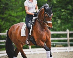 dressage horse Don Johann 4 (Westphalian, 2013, from Diamo Gold)