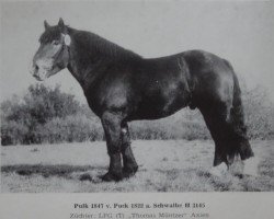 stallion Pulk 1847 (Rhenish-German Cold-Blood, 1976, from Puck 1822)