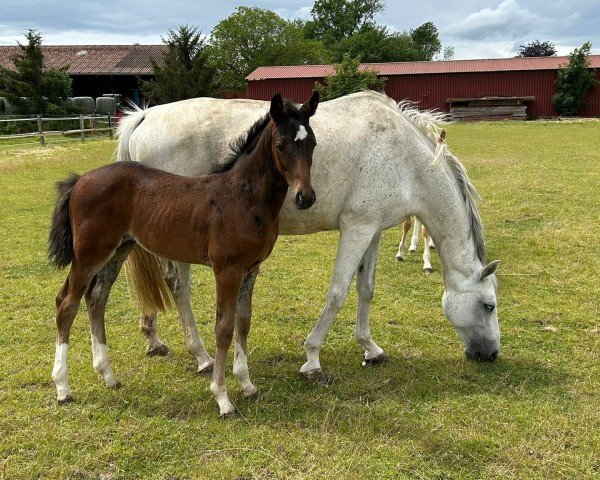 foal by Touch of Blossom (Oldenburg show jumper, 2024, from Tobaro)