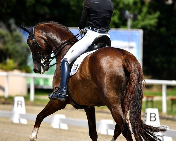 broodmare Blandina (Westphalian, 2013, from Belissimo NRW)