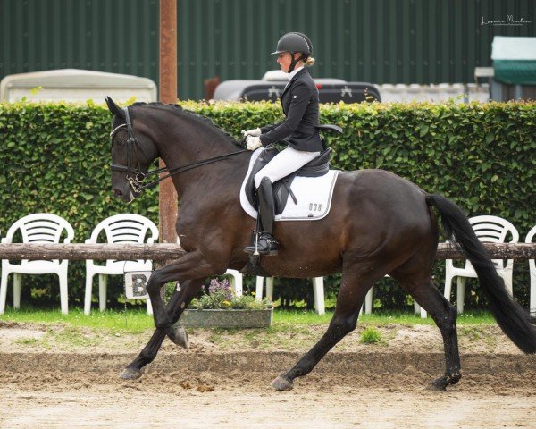 dressage horse Black Dancer 13 (Hanoverian, 2015)