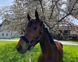 dressage horse Floribella 3 (Westphalian, 2012, from Floribot)