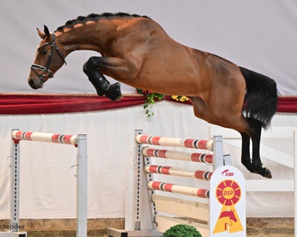 stallion Cordello (German Sport Horse, 2020, from Cullinan du Borget B)