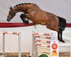 stallion Cordello (German Sport Horse, 2020, from Cullinan du Borget B)