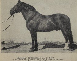 stallion Goldschnitt Mo 392 (Oldenburg, 1945, from Godin 3555)