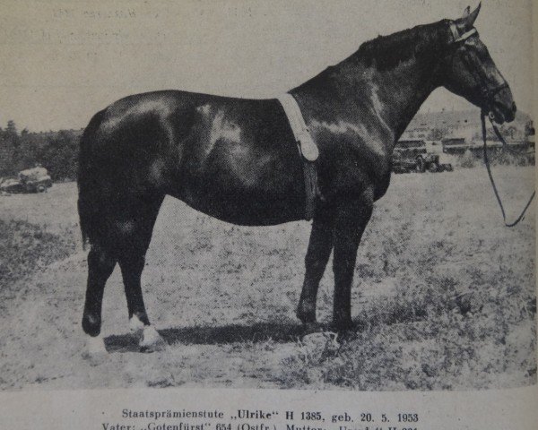 broodmare Ulrike H1385 (Heavy Warmblood, 1953, from Gotenfuerst Mo 654)