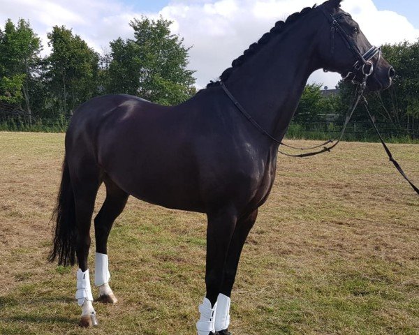 dressage horse Shambala Diva (German Sport Horse, 2009, from San Muscadet)