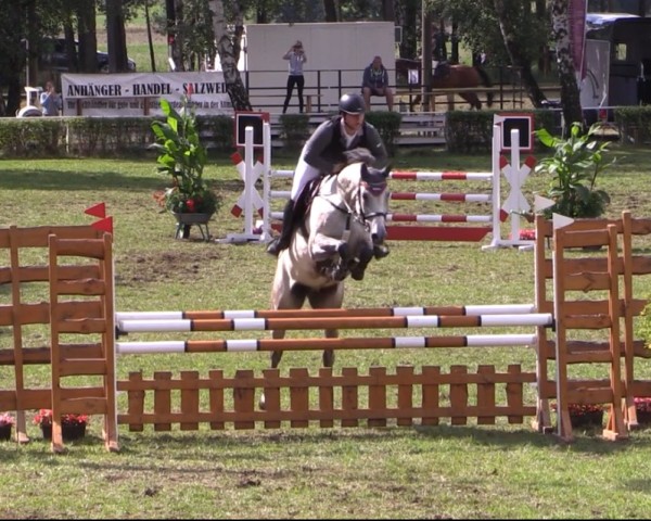 Zuchtstute Lady Ludmilla G (Deutsches Sportpferd, 2017, von Levisonn 208 FIN)