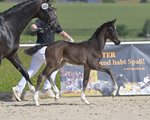 foal by Total Dance (German Sport Horse, 2024, from Total Diamond PS)