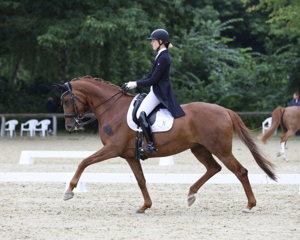 dressage horse Lorelei 107 (Hanoverian, 2013, from Londontime)