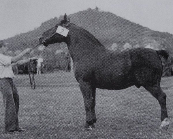 Deckhengst Glanz SN 730 (Alt-Oldenburger / Ostfriesen, 1937, von Garant 1716)