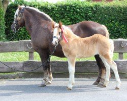 foal by Winston (Black Forest Horse, 2024, from Wilano)