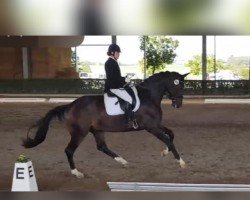 dressage horse Que tal 3 (Hanoverian, 2013, from Quaterback)