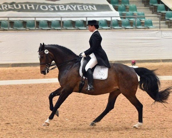 dressage horse Ravell 140 (Hanoverian, 2005, from Rubin Royal OLD)