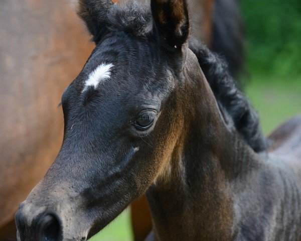 foal by Dornröschen AML (Mecklenburg, 2024, from Devdas ox)