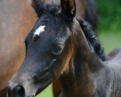 foal Dornröschen AML (Mecklenburger, 2024, from Devdas ox)