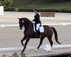 dressage horse Gavi 9 (Westphalian, 2015, from Goldberg)