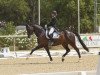 dressage horse Condio B (Hanoverian, 2004, from Contendro I)