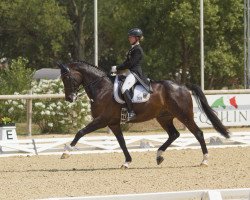 dressage horse Condio B (Hanoverian, 2004, from Contendro I)