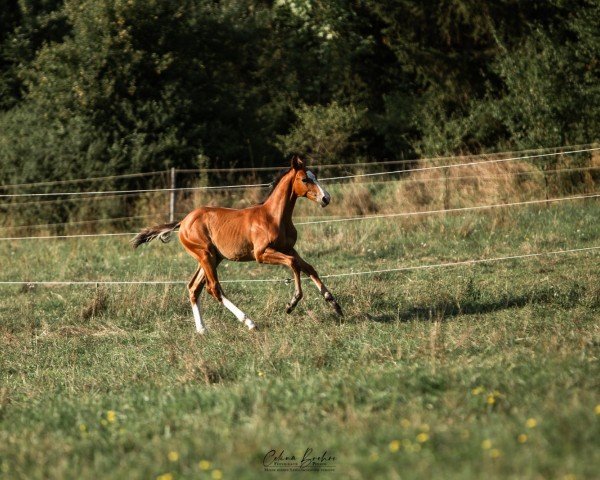 Springpferd Hengst von Vingino / Quality (Holsteiner, 2023, von Vingino)