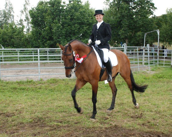 dressage horse König der Elfen (Bavarian, 2006, from Köpenick)