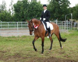 dressage horse König der Elfen (Bavarian, 2006, from Köpenick)