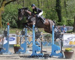 jumper Contino Cool (Hanoverian, 2016, from Continus Stern)