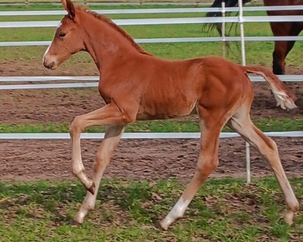 foal by Vincero KW (Westphalian, 2024, from V-Power)