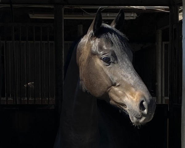 dressage horse Fürst Voluto (Westphalian, 2020, from Fürst Samarant)