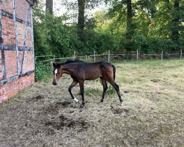 foal by Contharglanz KW (Westphalian, 2024, from Conthargos)