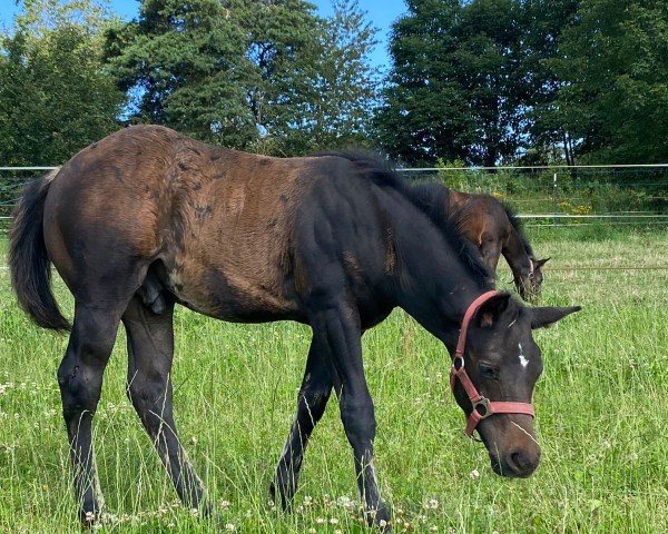 Fohlen Lil Dunit Jac (Quarter Horse, 2024)