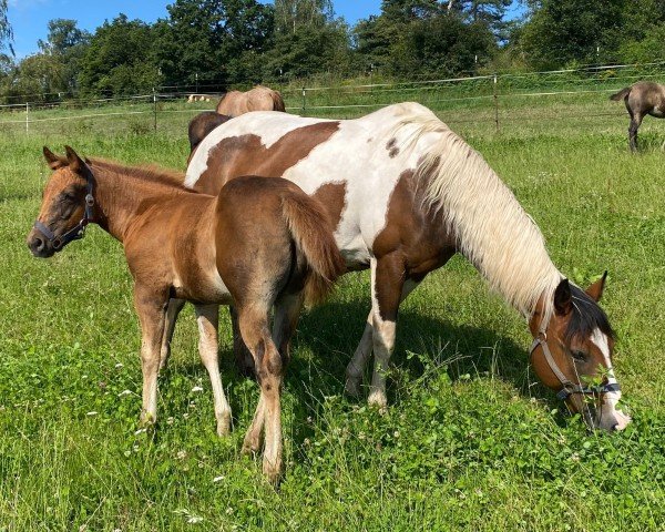 Fohlen Lil Dunit Fifty (Paint Horse, 2024)