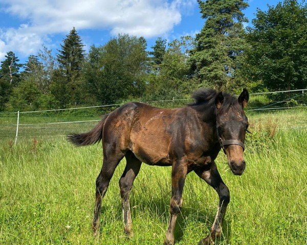 Fohlen Lil Dunit Enterprise (Quarter Horse, 2024)