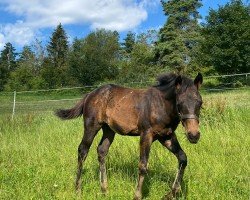 foal Lil Dunit Enterprise (Quarter Horse, 2024)