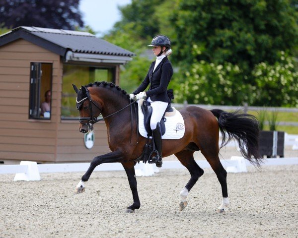 stallion Diamond of the King WE (German Riding Pony, 2018, from Double Diamond)