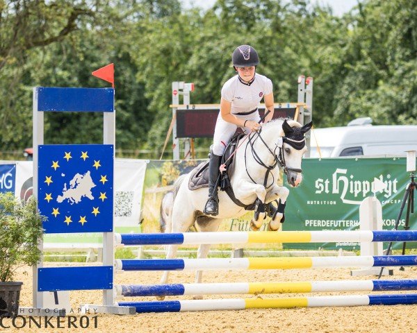 dressage horse Sharonahoeve Papilio (Welsh mountain pony (SEK.A), 2018, from Sumrin Tysilio)