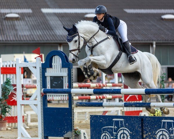 jumper A la Carte BB (Oldenburg show jumper, 2012, from Casino)