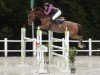 jumper Armiteus (Luxembourg horse, 2010, from Armitage)