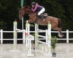 jumper Armiteus (Luxembourg horse, 2010, from Armitage)