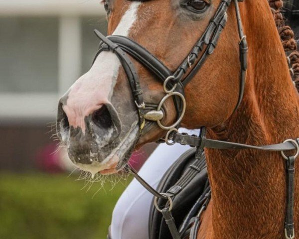 jumper Lui D (Oldenburg show jumper, 2011, from Levisonn 208 FIN)