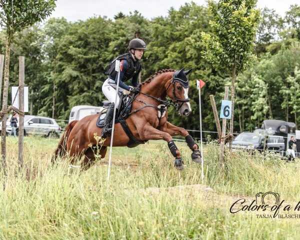 jumper Kaatje W (Oldenburg show jumper, 2018, from Ludwigs As)