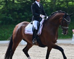 dressage horse Buddy Special (Hanoverian, 2017, from Buckingham)