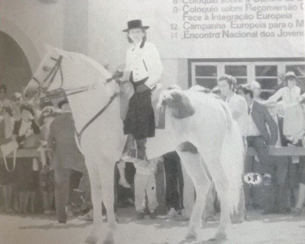 stallion Saltimbanco (Lusitano, 1976, from Maquim)