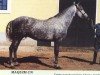 stallion Maquim (Lusitano, 1970, from Quadrado)