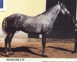 Deckhengst Maquim (Lusitano, 1970, von Quadrado)